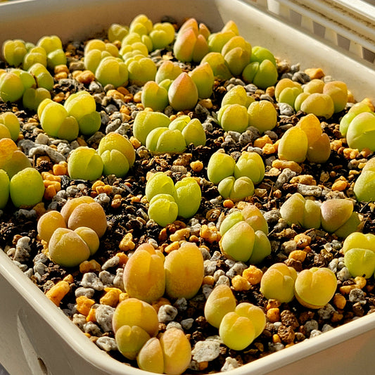 Conophytum Gibbaeum Pilosulum Clusters (short hair)