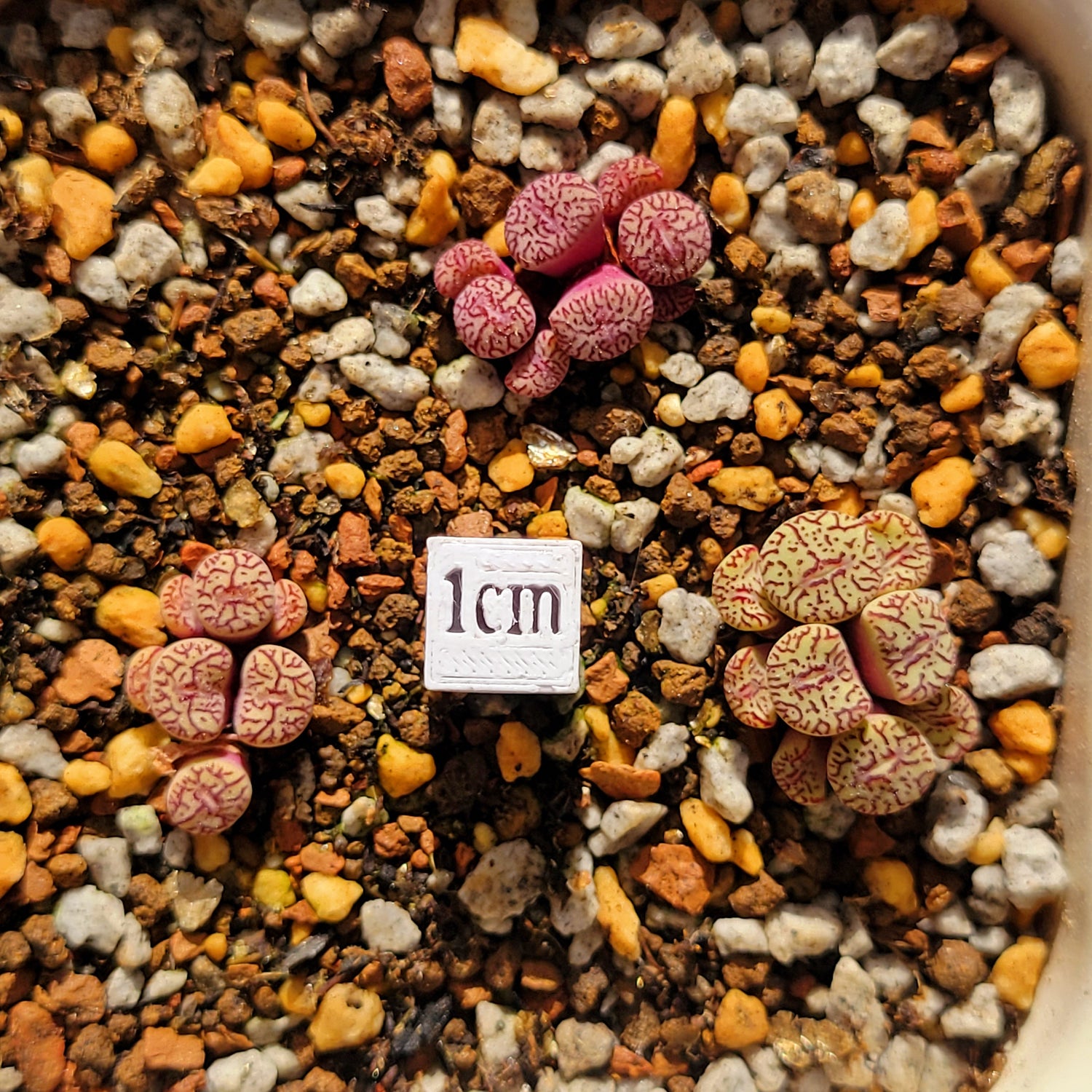 Conophytum Stephan : r/mesembs Conophytum Stephan : r/mesembs