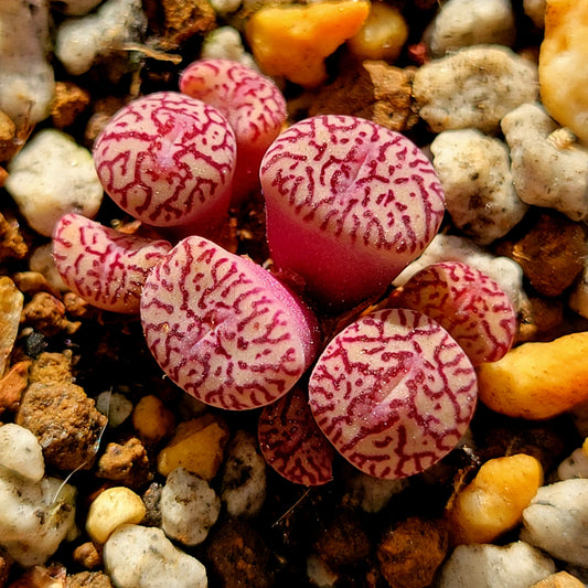 Conophytum Minimum Wittebergense RR714 Clusters