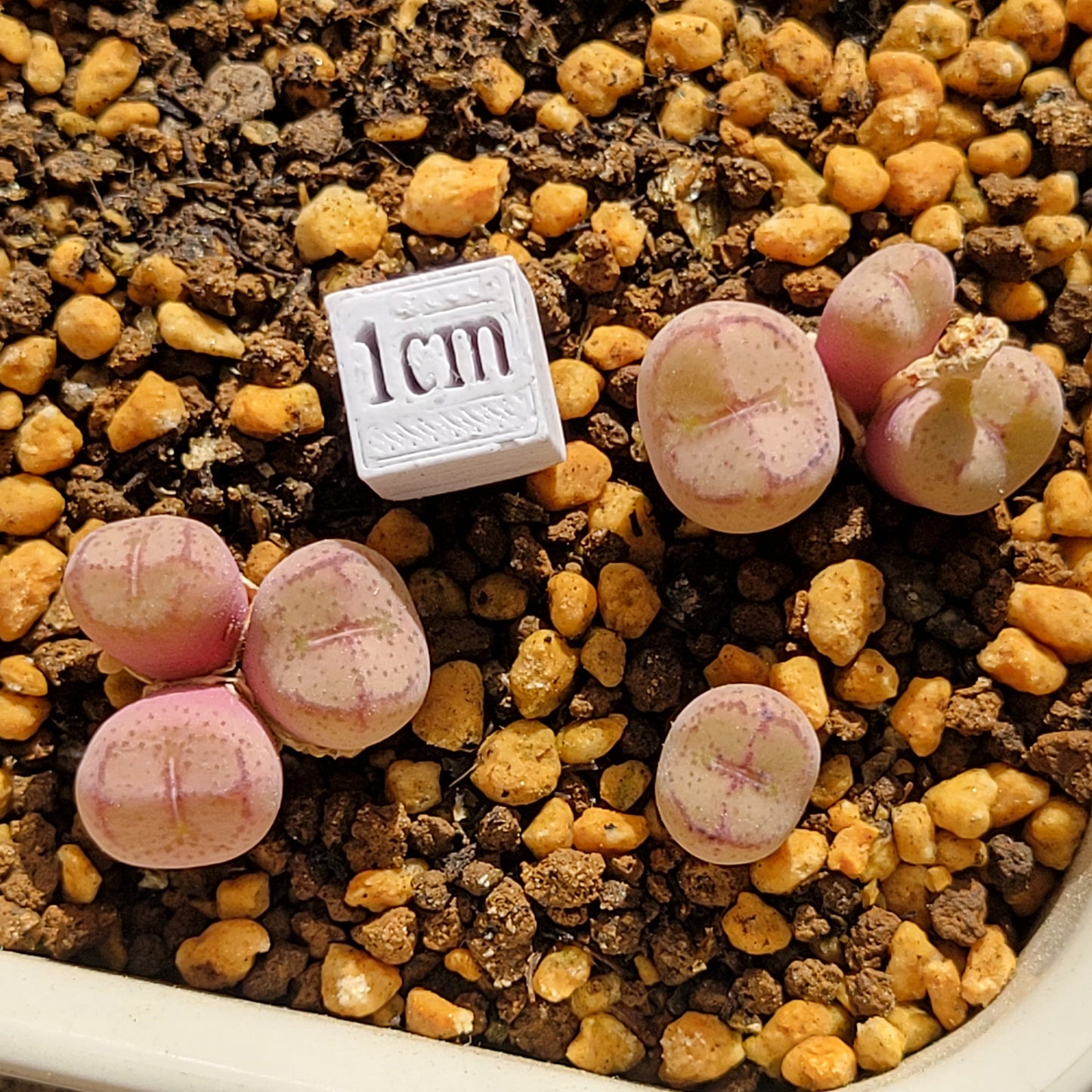 Conophytum Ficiforme (Monkey Face) Multiple Heads Available