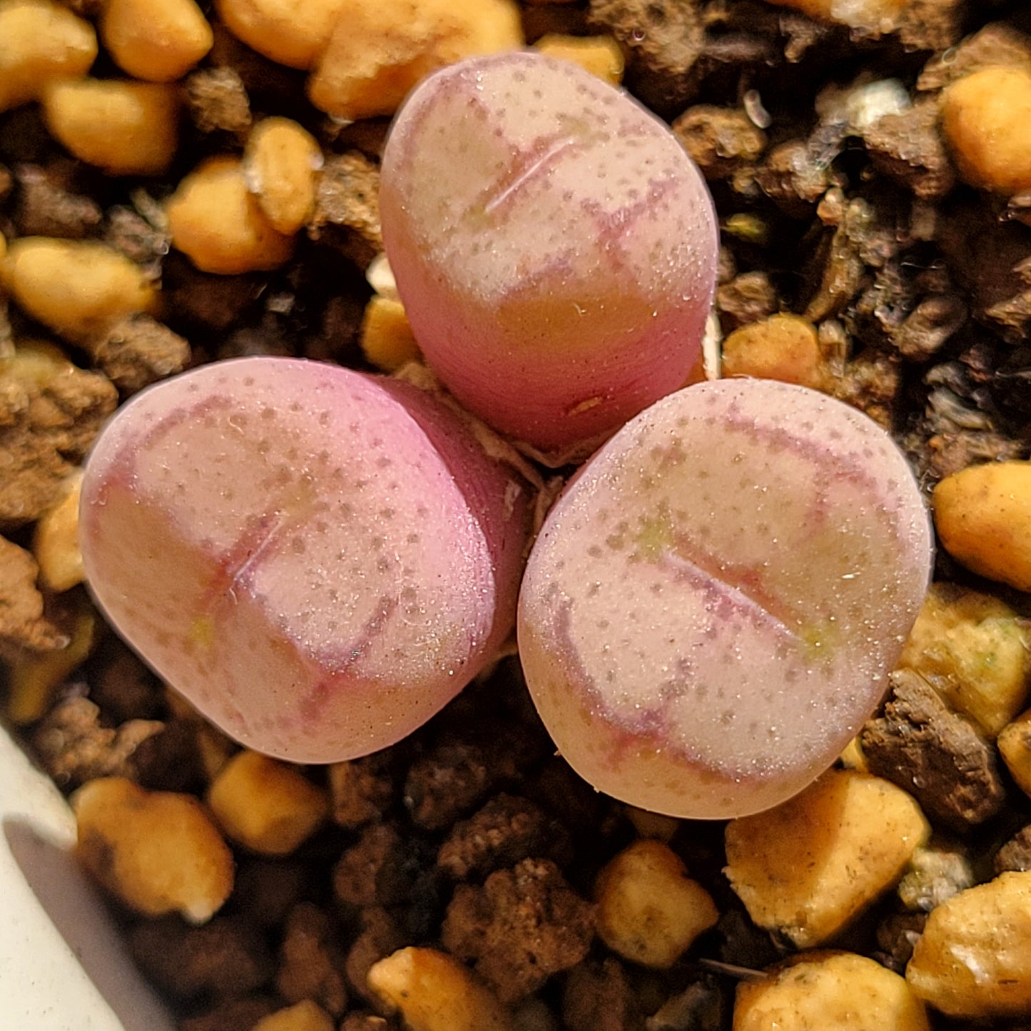 Conophytum Ficiforme (Monkey Face) Multiple Heads Available