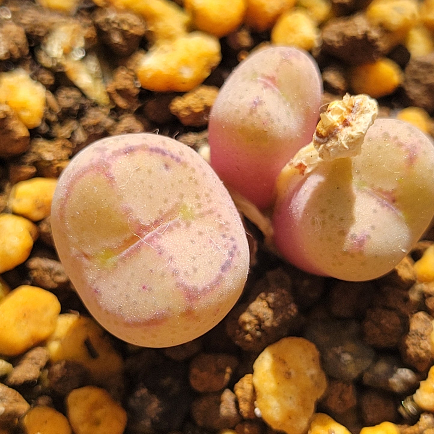 Conophytum Ficiforme (Monkey Face) Multiple Heads Available