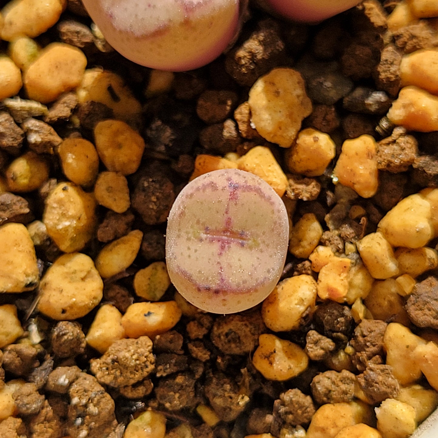 Conophytum Ficiforme (Monkey Face) Multiple Heads Available