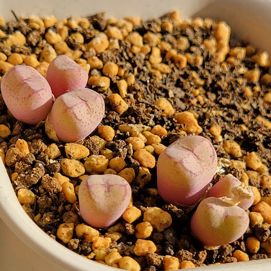 Conophytum Ficiforme (Monkey Face) Multiple Heads Available