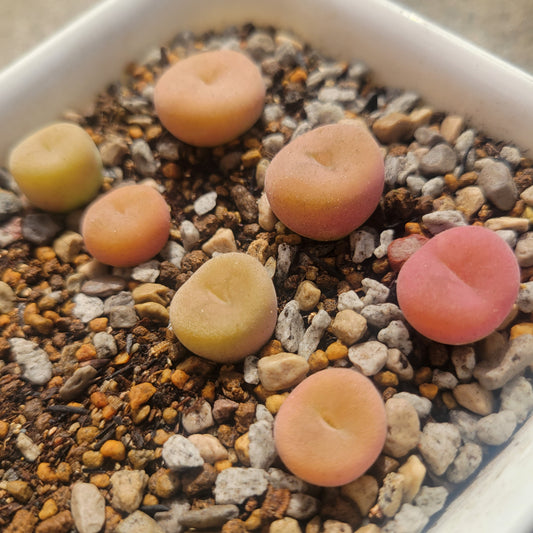 Conophytum Concavum Mother Plant - Randomly Picked