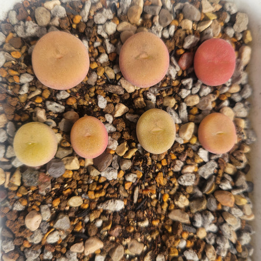 Conophytum Concavum Mother Plant - Randomly Picked