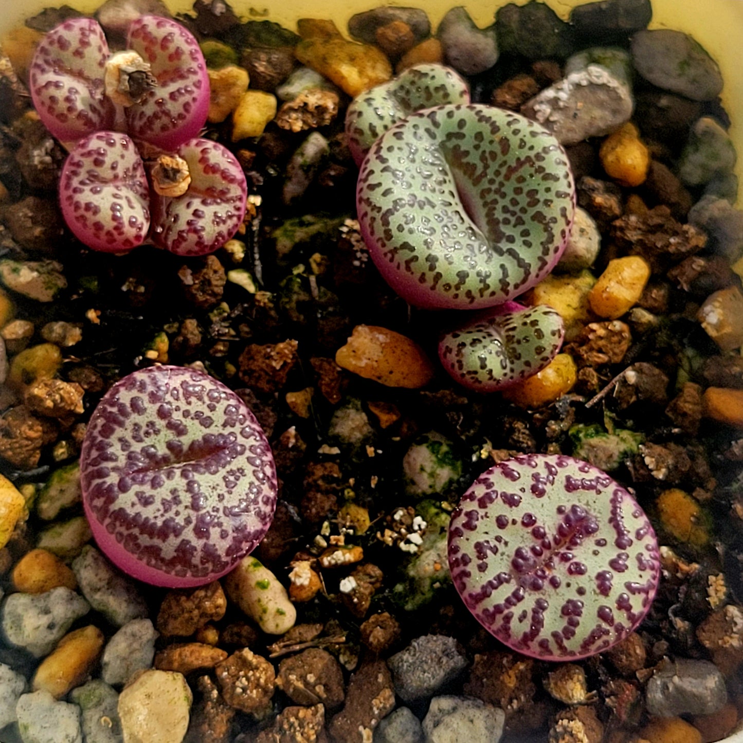 Conophytum Obcordellum Gifberg RH3347B