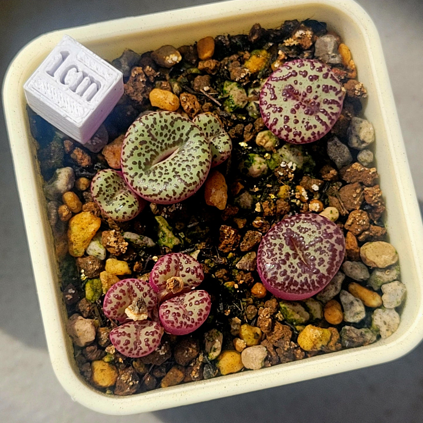 Conophytum Obcordellum Gifberg RH3347B