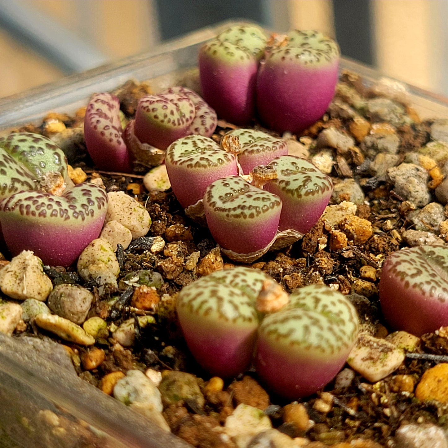 Conophytum Obcordellum Gifberg RH3347B