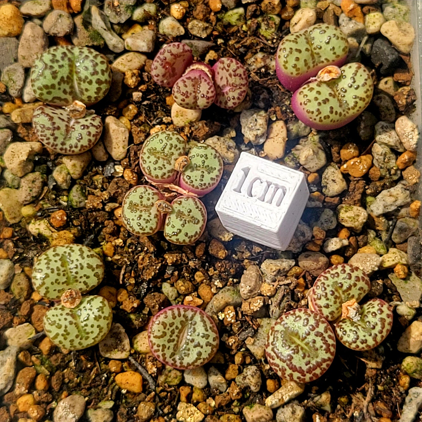 Conophytum Obcordellum Gifberg RH3347B