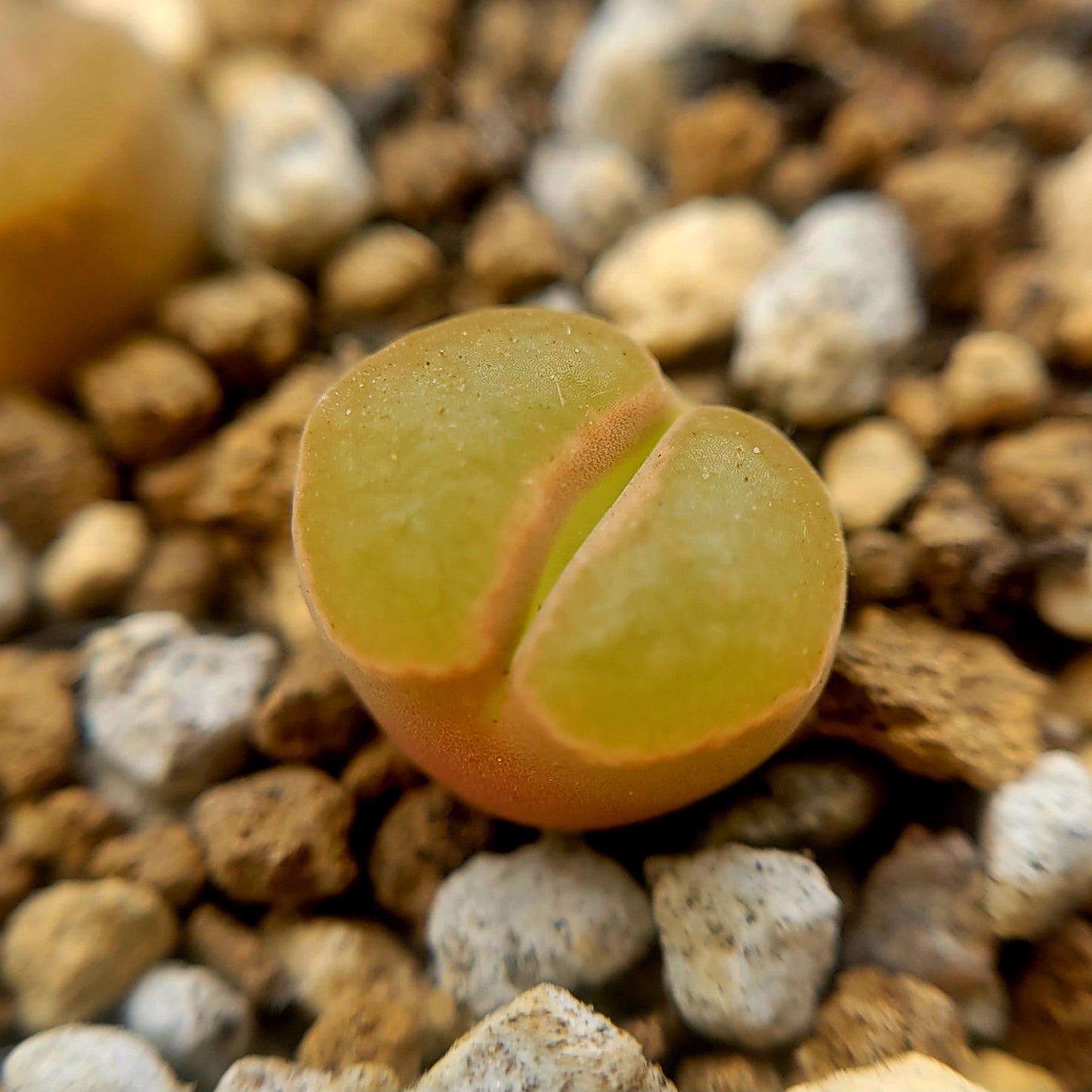 Conophytum Caroli Kliprand Mother Plants