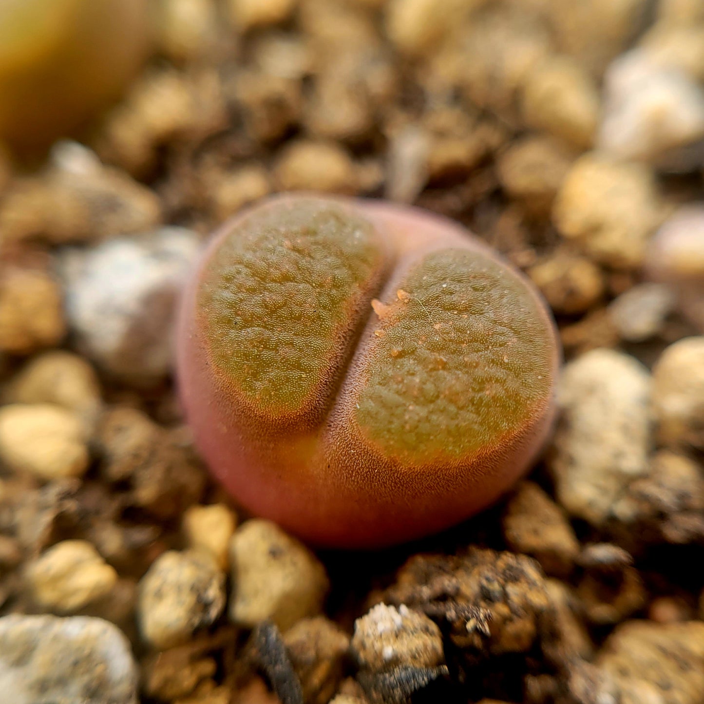 Conophytum Caroli Kliprand Mother Plants