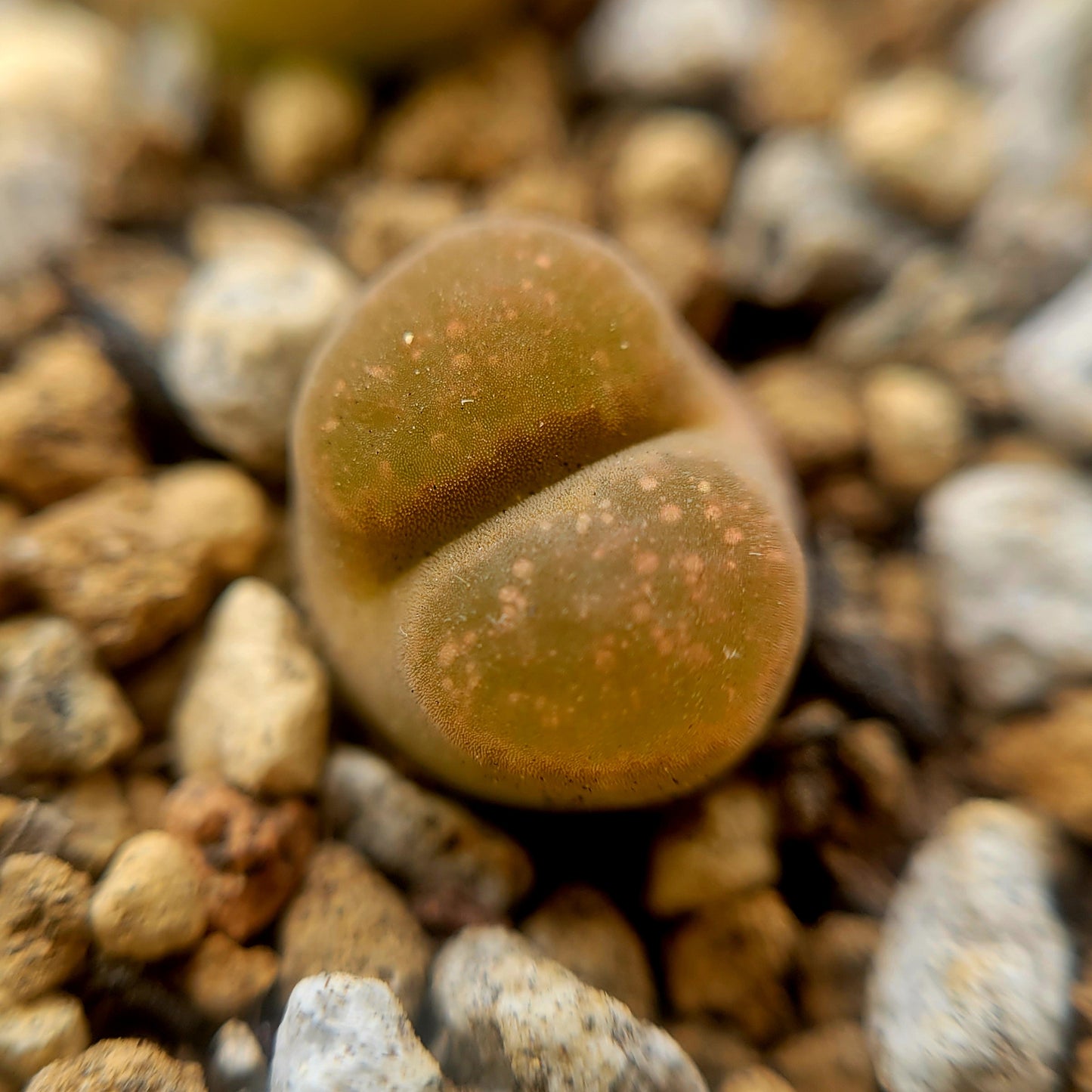 Conophytum Caroli Kliprand Mother Plants