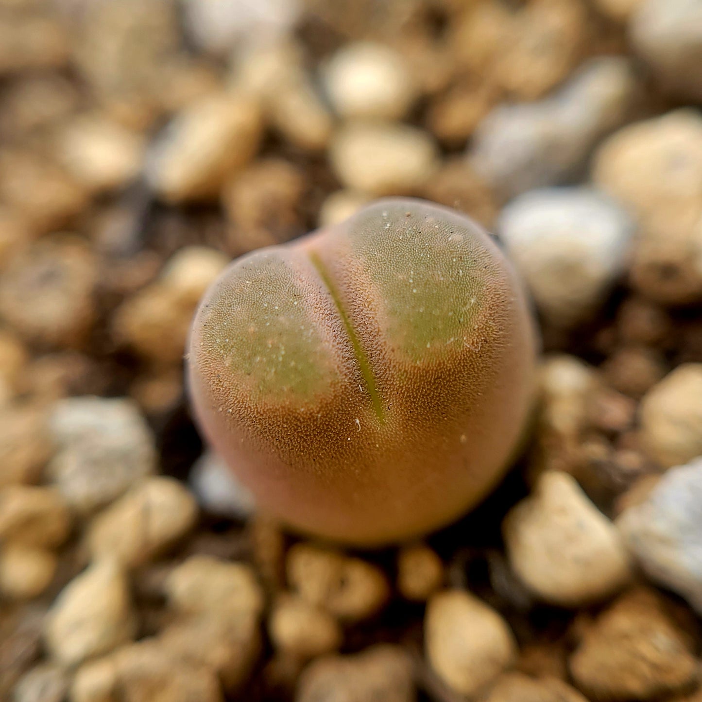 Conophytum Caroli Kliprand Mother Plants