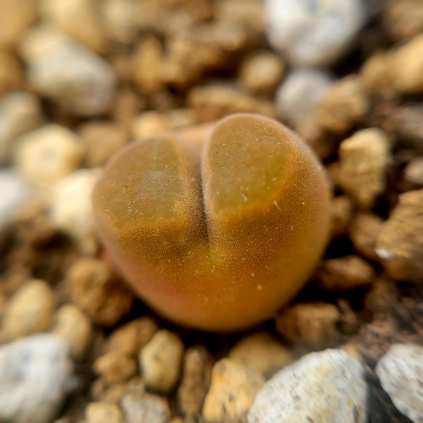 Conophytum Caroli Kliprand Mother Plants