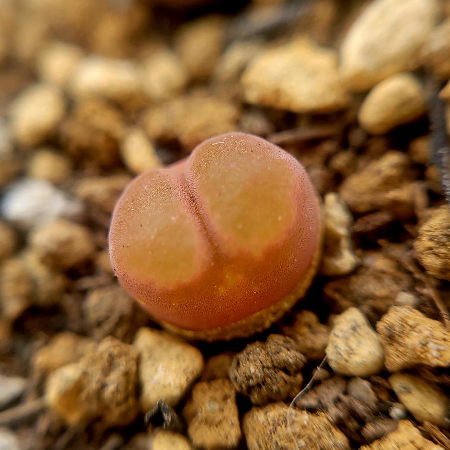 Conophytum Caroli Kliprand Mother Plants