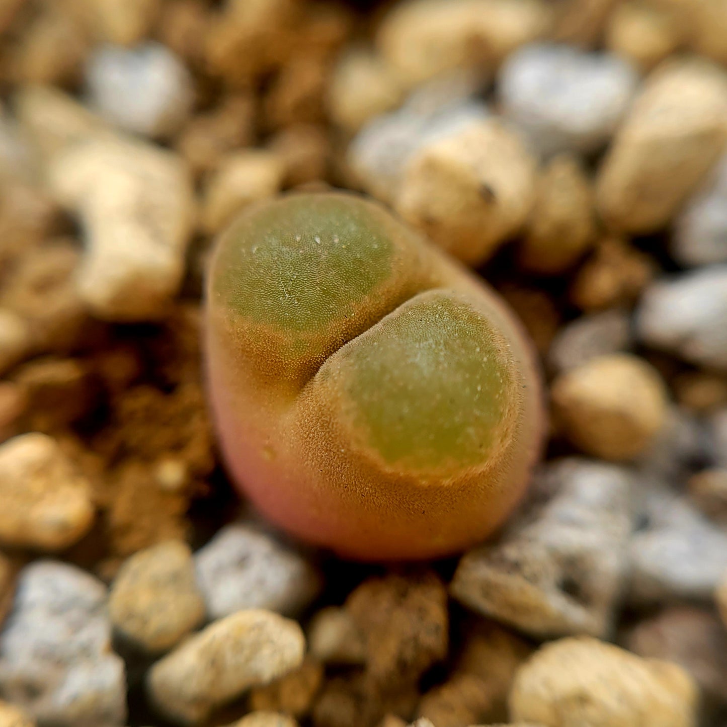 Conophytum Caroli Kliprand Mother Plants