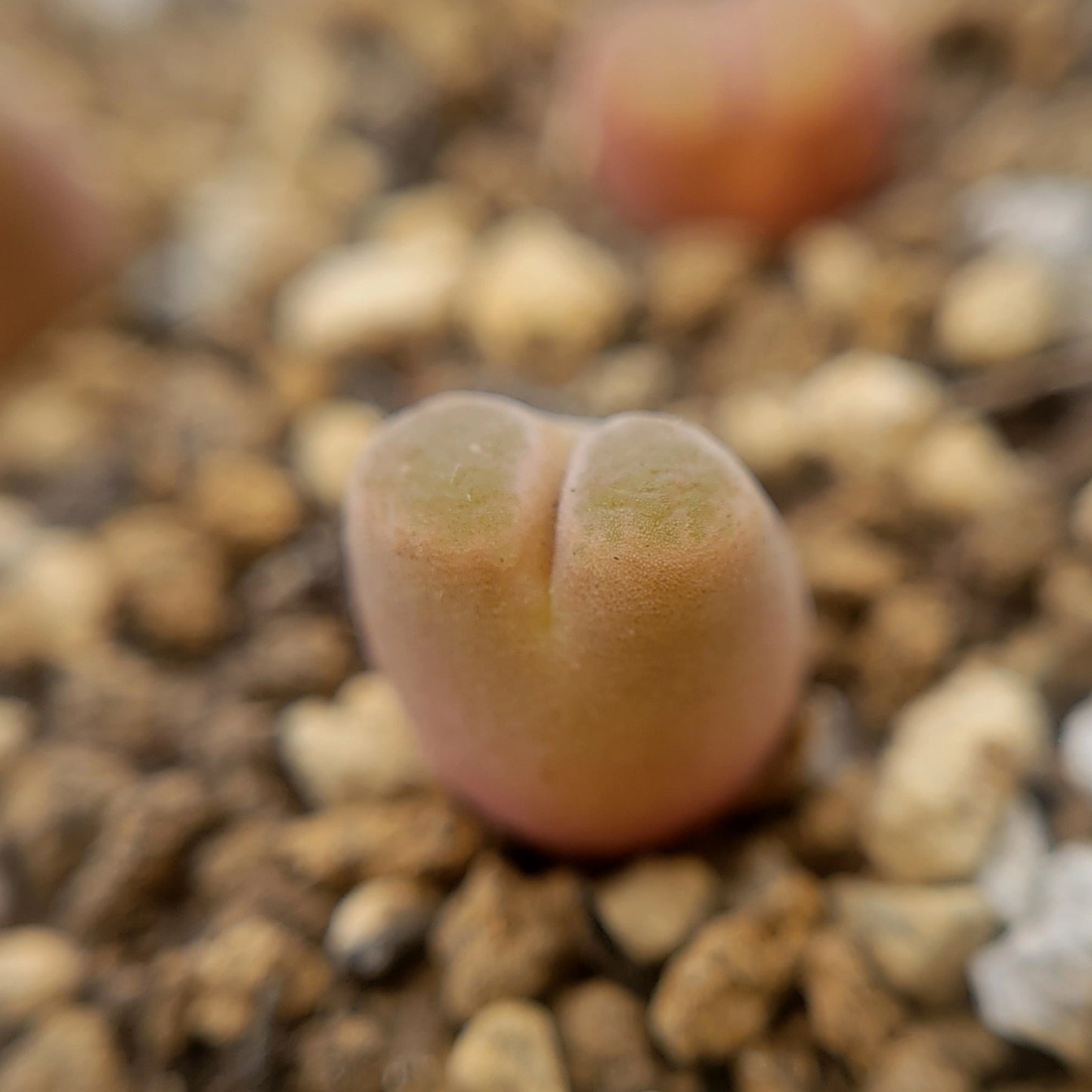 Conophytum Caroli Kliprand Mother Plants