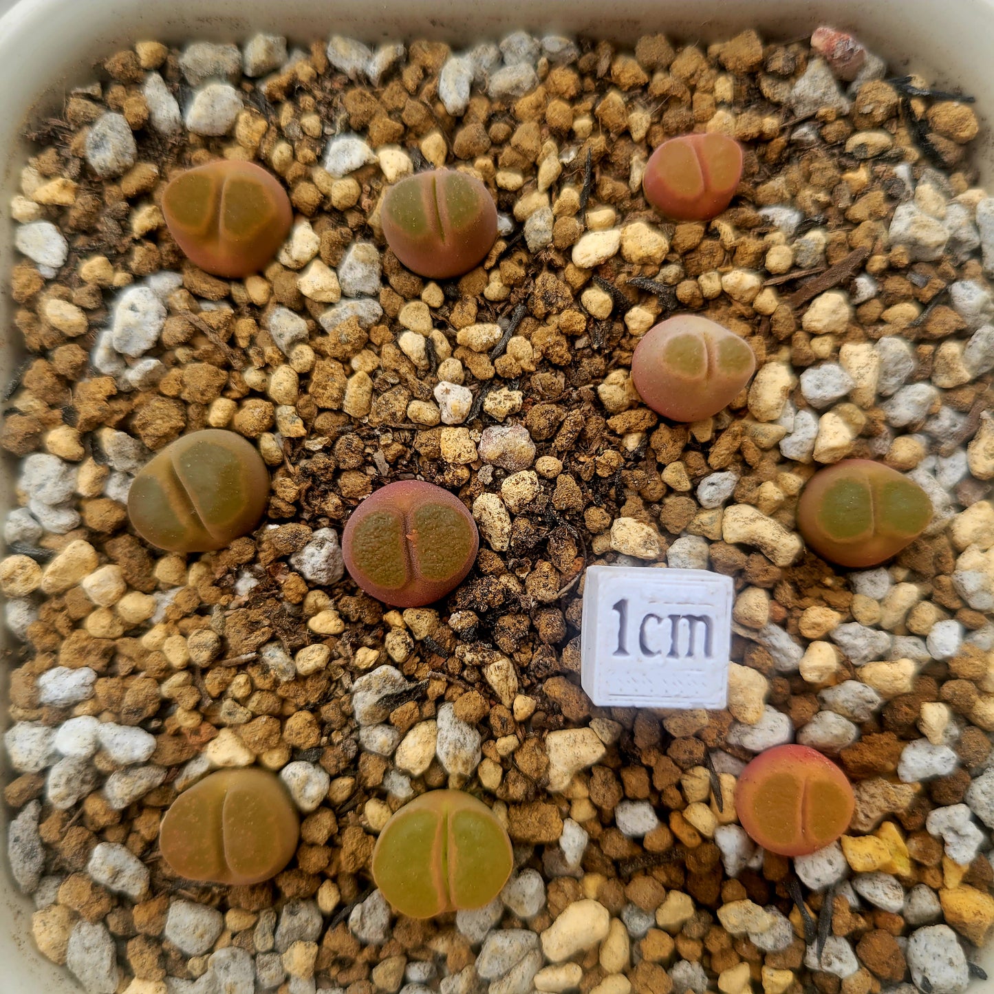 Conophytum Caroli Kliprand Mother Plants