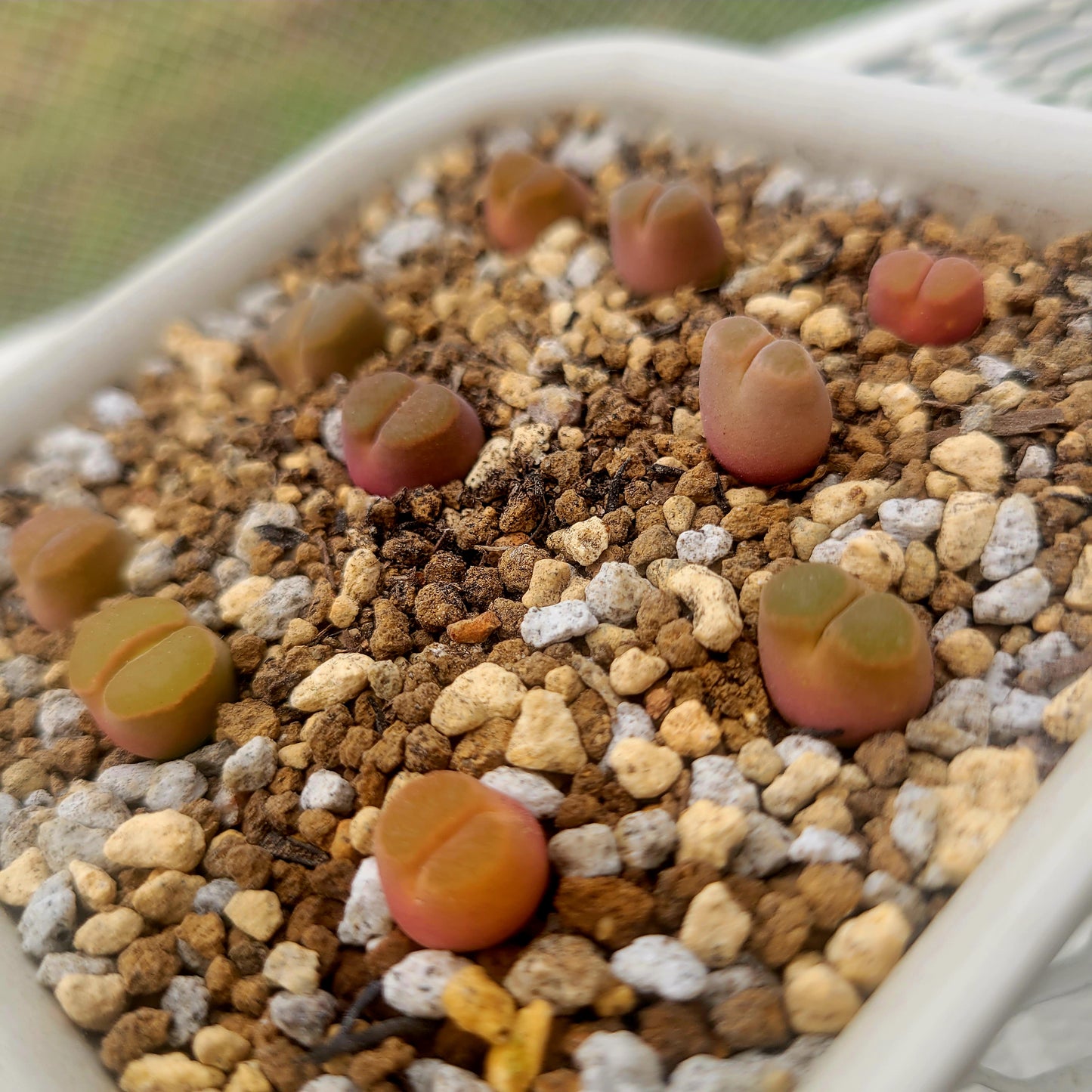 Conophytum Caroli Kliprand Mother Plants