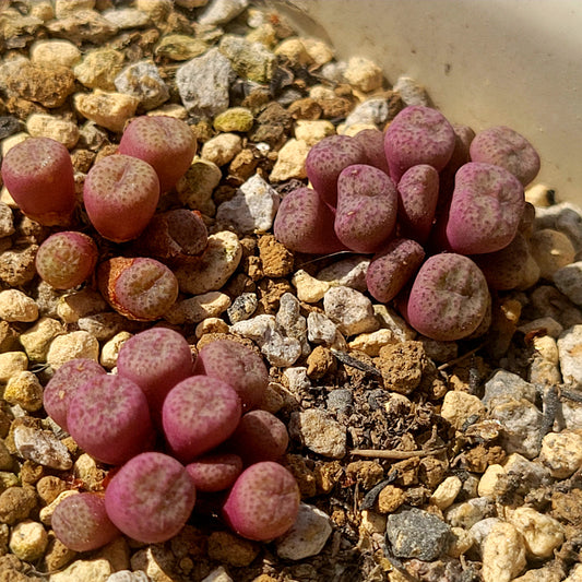 Conophytum Truncatum Clusters RANDOMLY PICKED