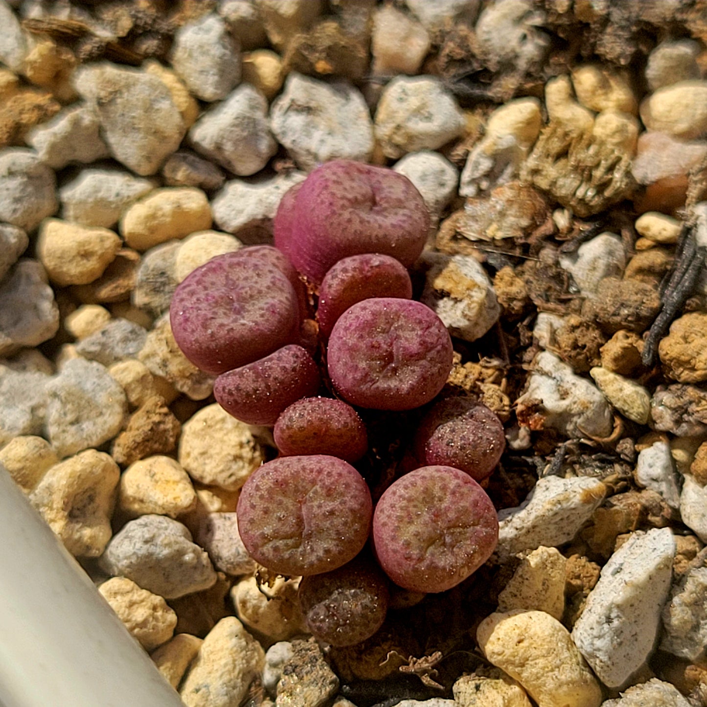 Conophytum Truncatum Clusters RANDOMLY PICKED