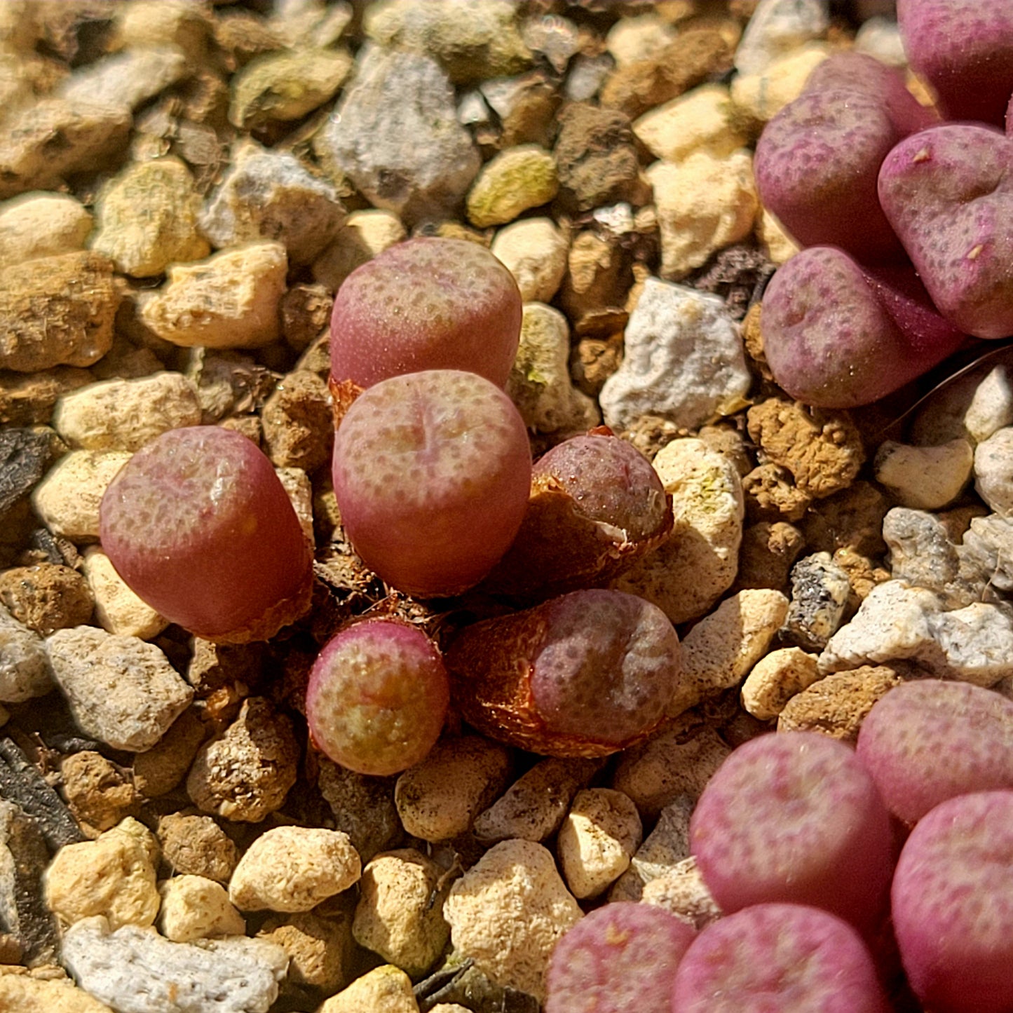 Conophytum Truncatum Clusters RANDOMLY PICKED