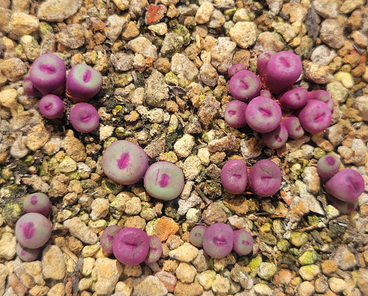 Conophytum Pageae PV1380B 2, 3 or 5 Heads