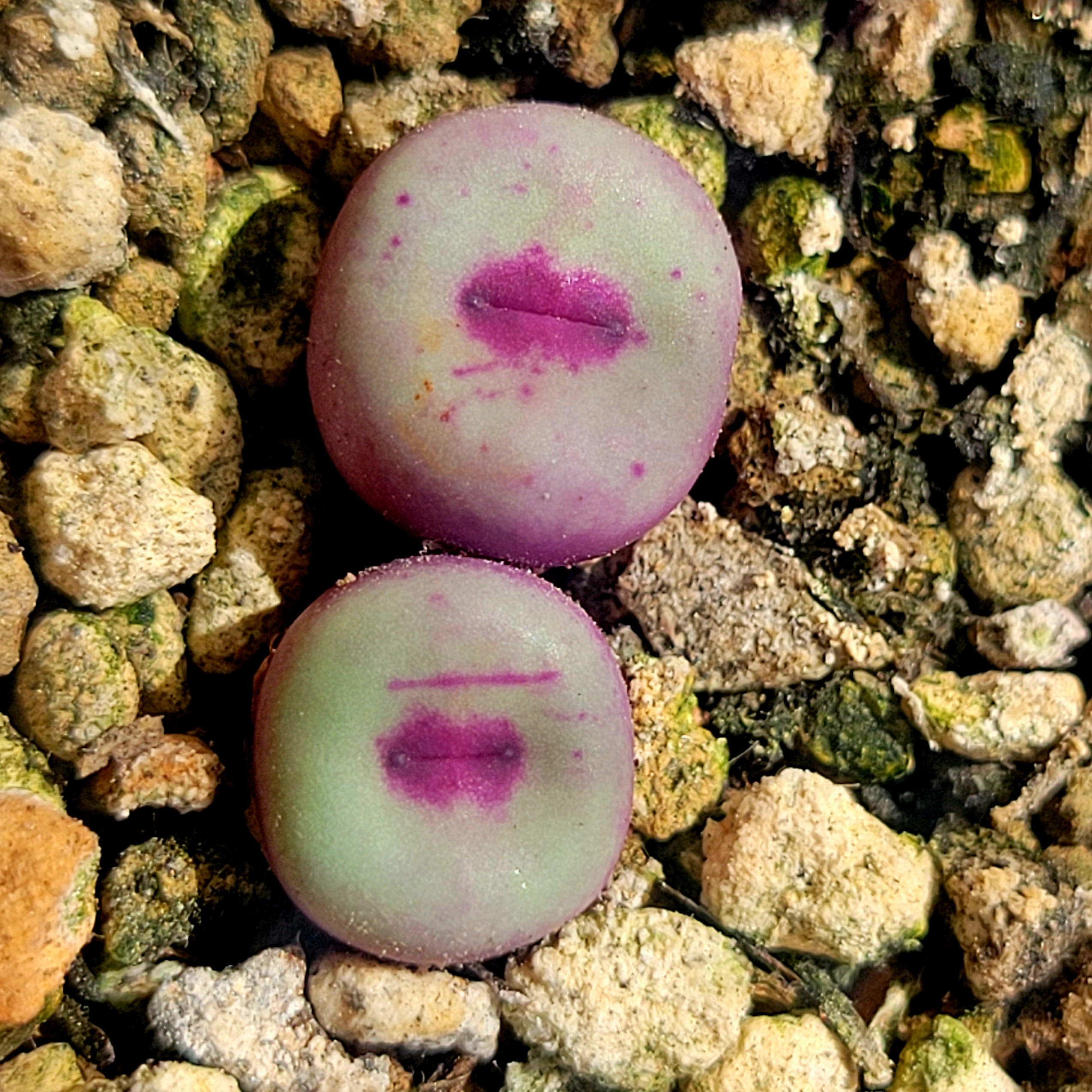 コノフィツム　pageae PV1380B Conophytum Pageae PV1380B 2, 3 or 5 Heads – La Succuland
