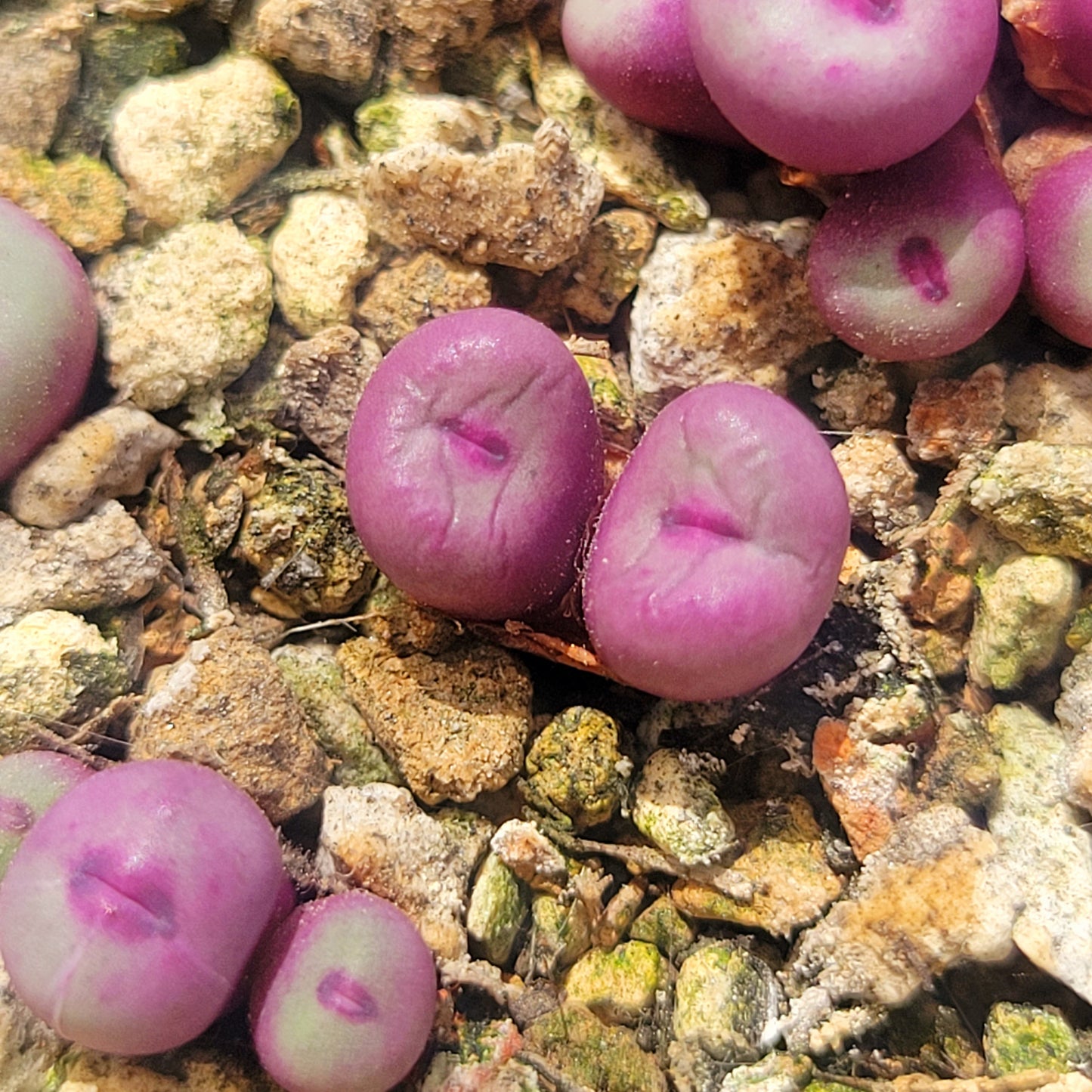 Conophytum Pageae PV1380B 2, 3 or 5 Heads