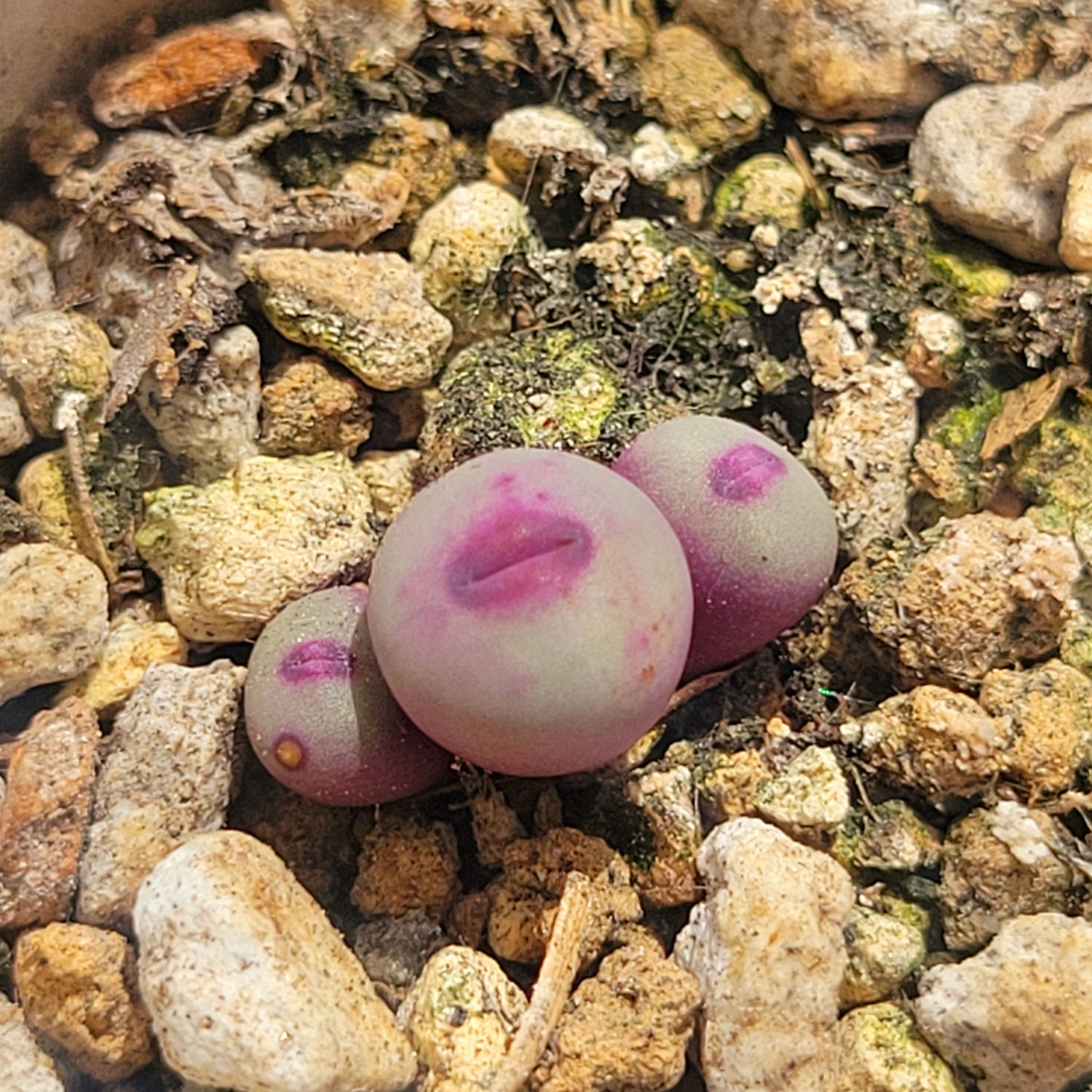 pageae succulent Conophytum Pageae PV1380B 2, 3 or 5 Heads – La Succuland