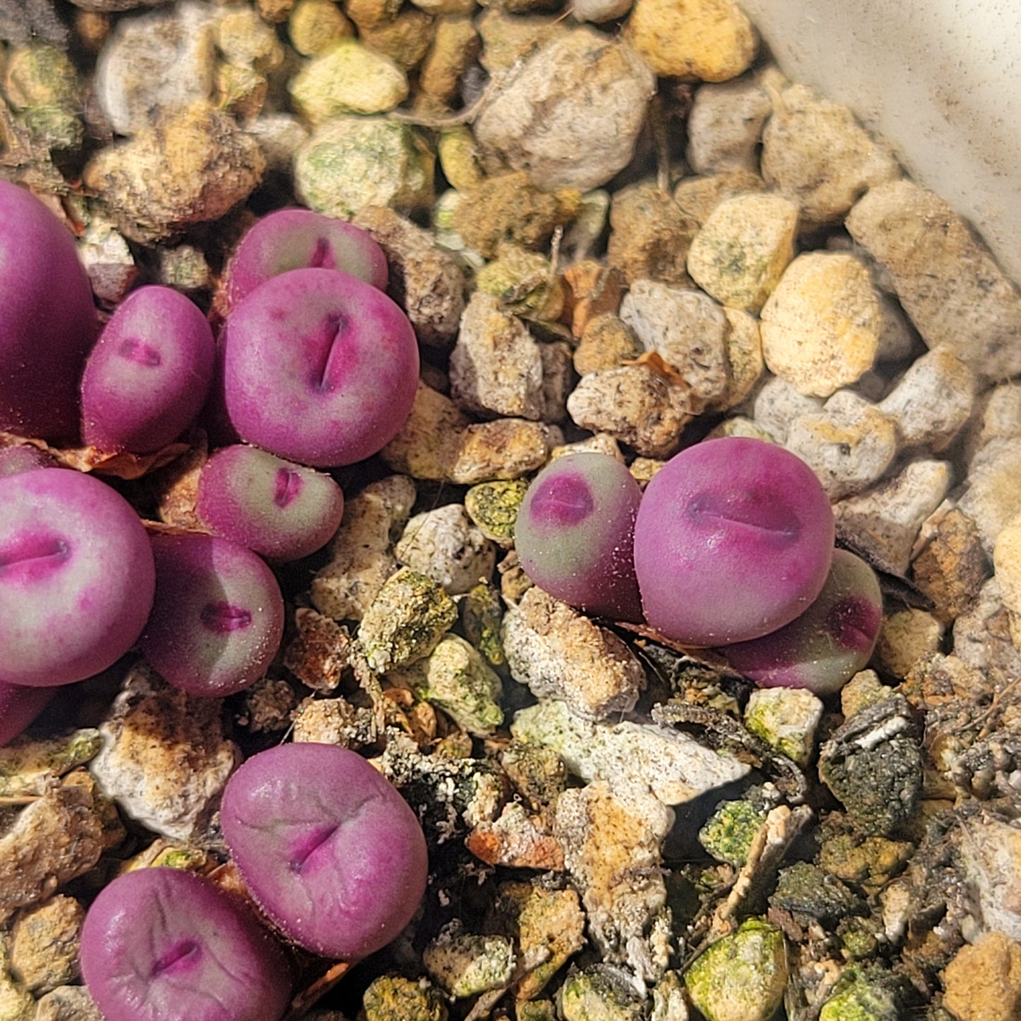 Conophytum Pageae PV1380B 2, 3 or 5 Heads