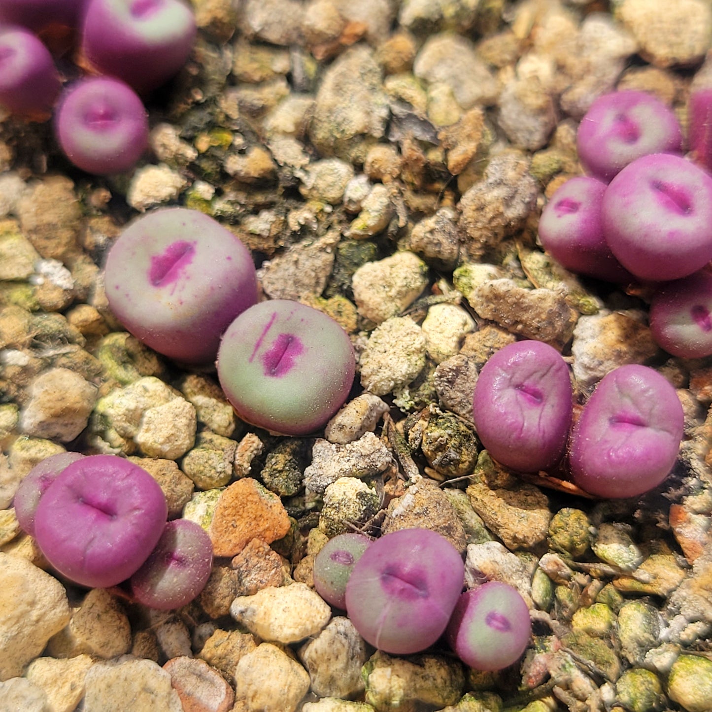 Conophytum Pageae PV1380B 2, 3 or 5 Heads