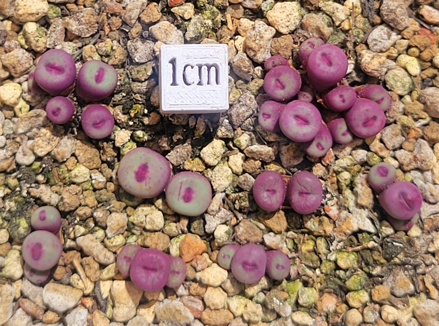 conophytum pageae succulent Conophytum Pageae PV1380B 2, 3 or 5 Heads – La Succuland
