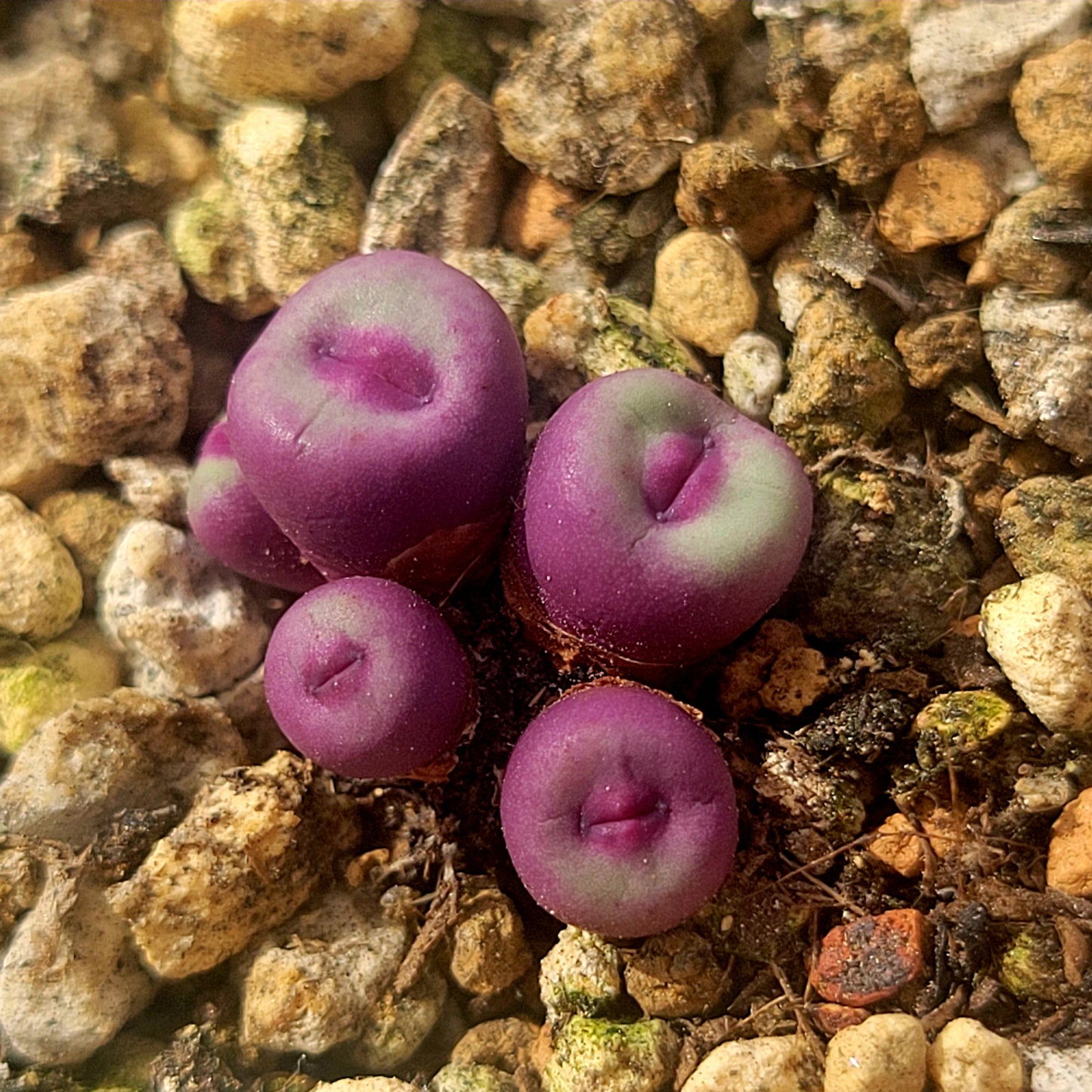 Conophytum Pageae PV1380B 2, 3 or 5 Heads