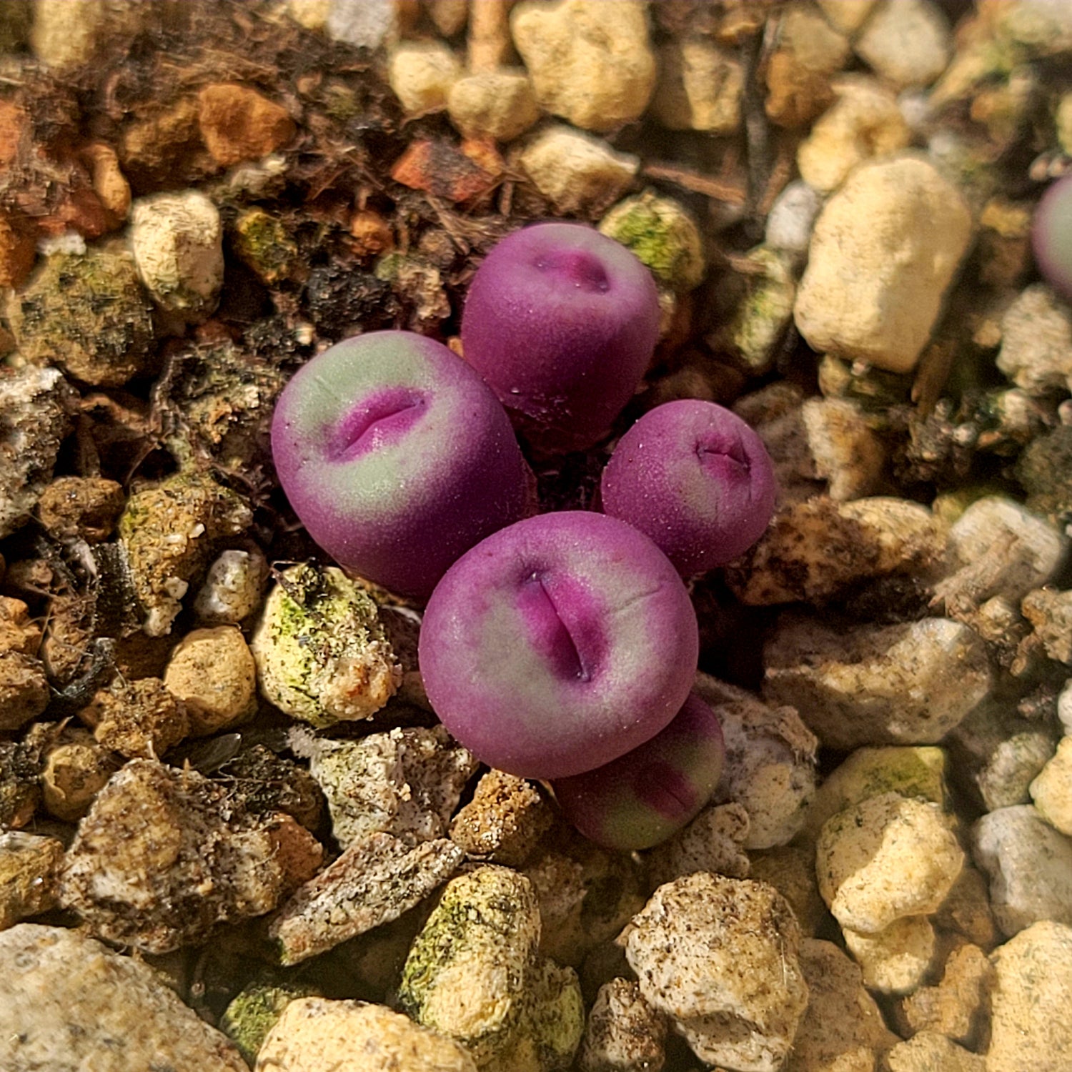 conophytum pageae succulent Conophytum Pageae PV1380B 2, 3 or 5 Heads – La Succuland