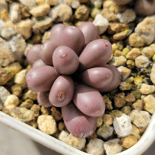 Conophytum Brunneum Cluster