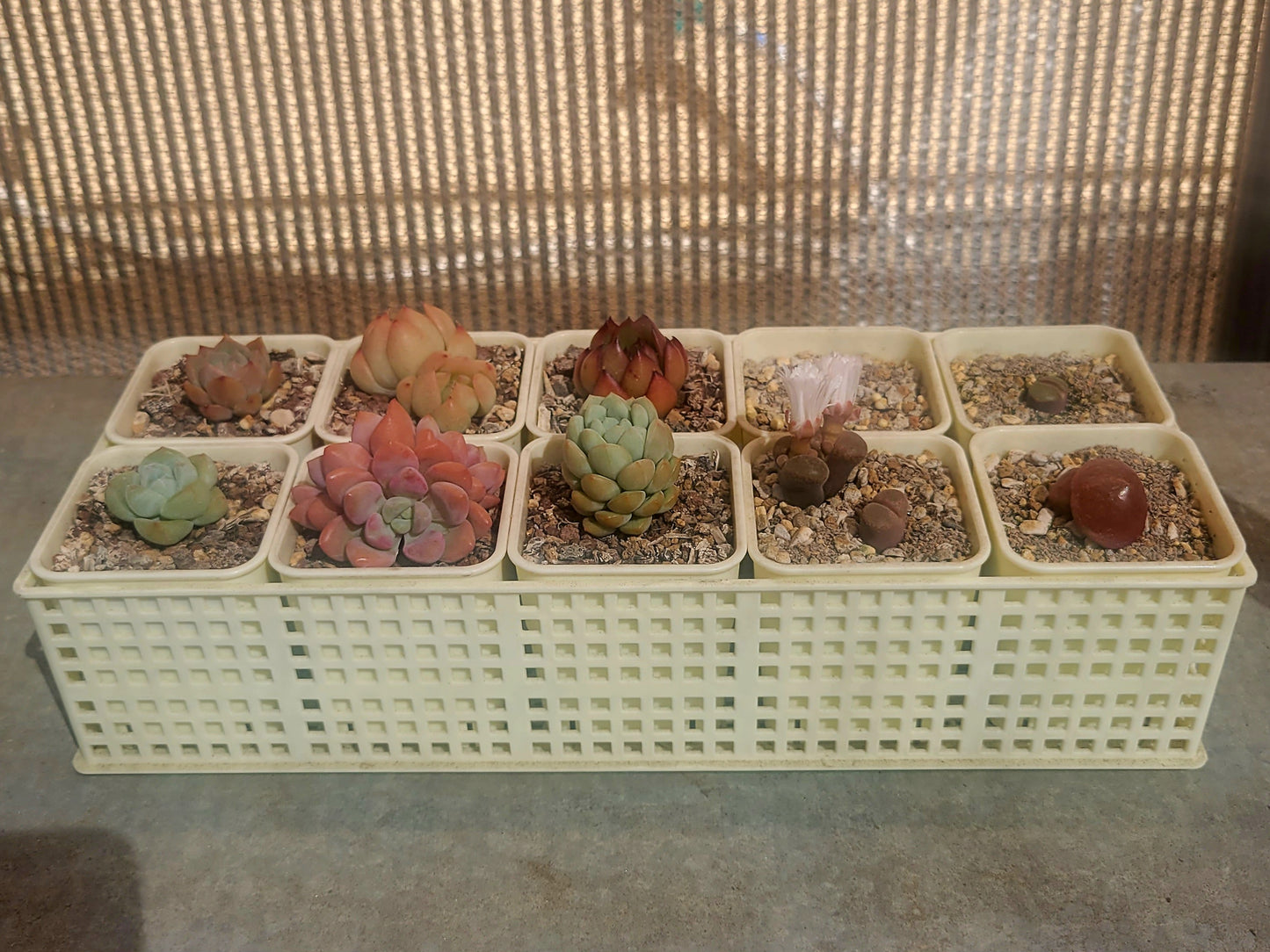succulent plastic pots High-Quality Plastic Succulent Pot Set – La Succuland