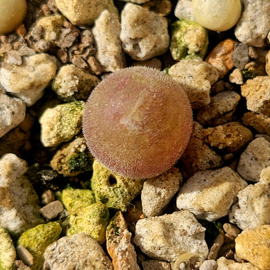 Conophytum Muiria Hortenseae 'King of the Conophytum'