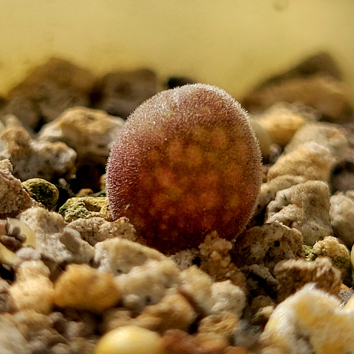 Conophytum Muiria Hortenseae 'King of the Conophytum'