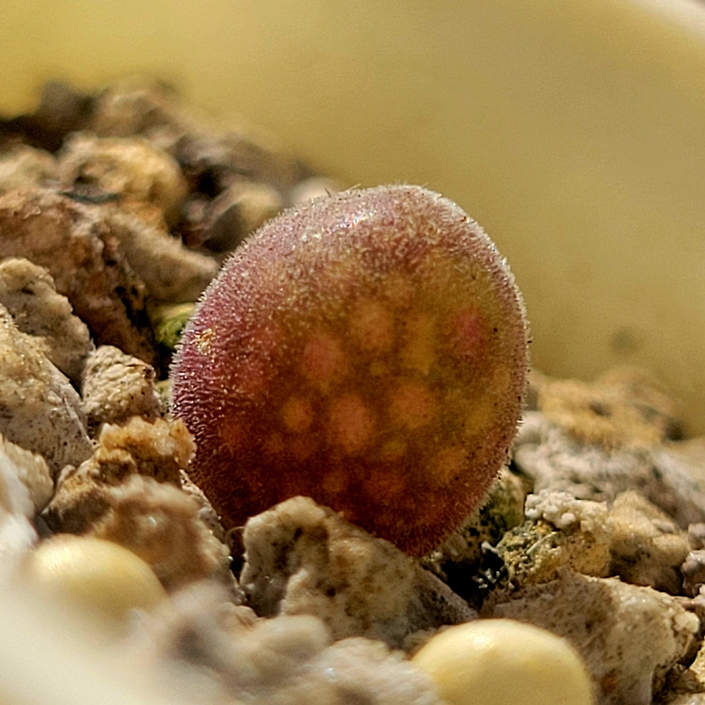 Conophytum Muiria Hortenseae 'King of the Conophytum'