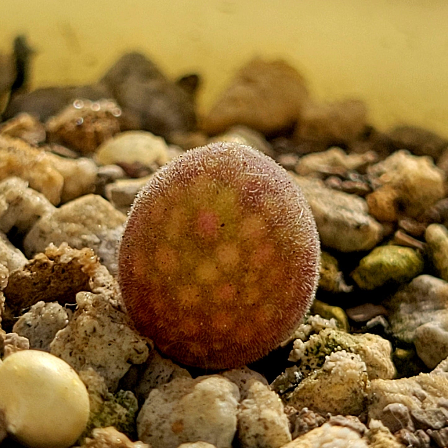 Conophytum Muiria Hortenseae 'King of the Conophytum'