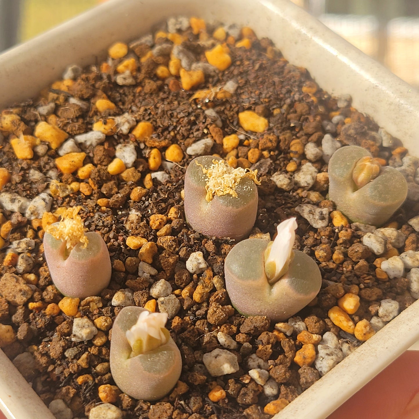 Conophytum Caroli Kliprand Mother Plants