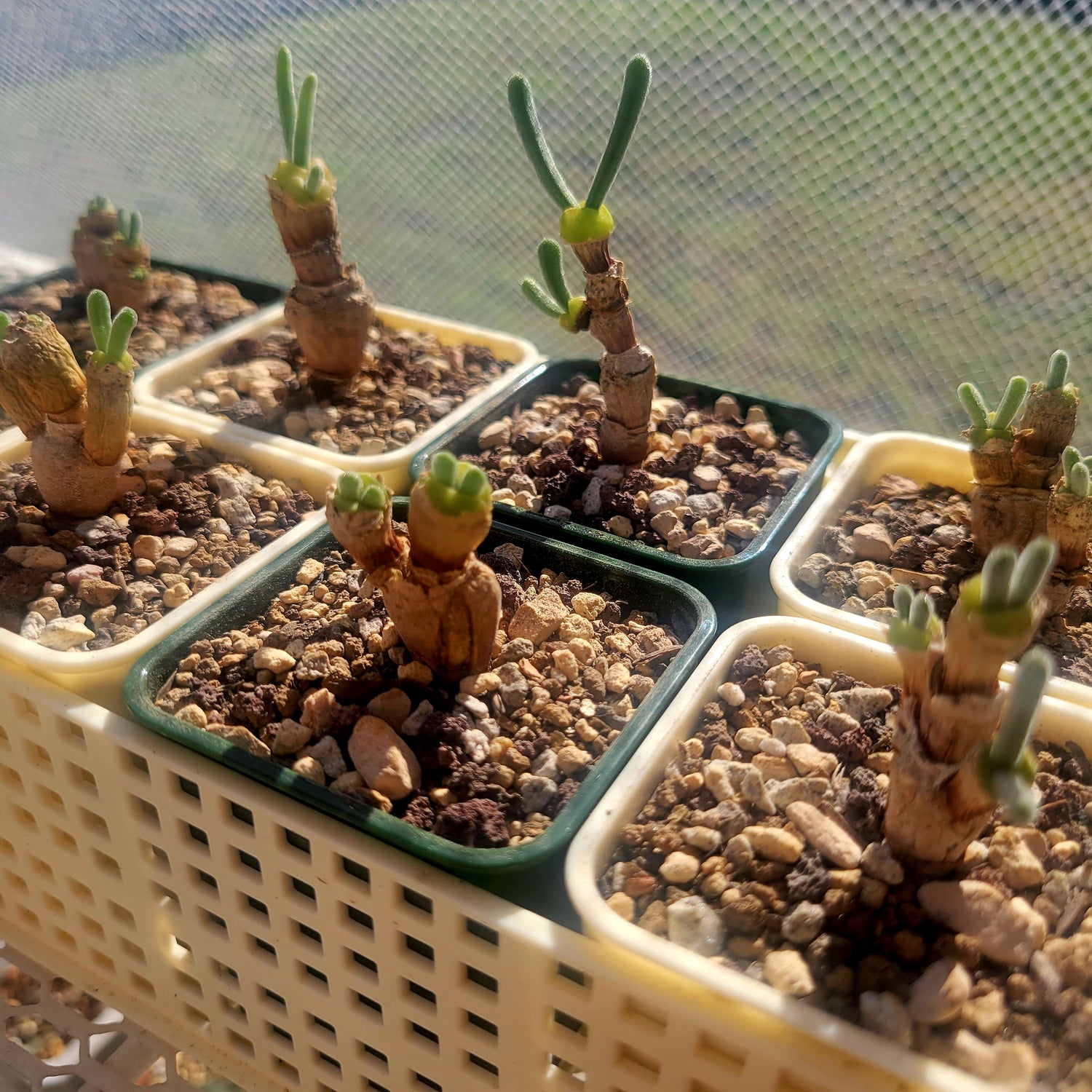 bunny ear succulent for sale Monilaria Obconica "Bunny Ears" Cute & Awakened – La Succuland