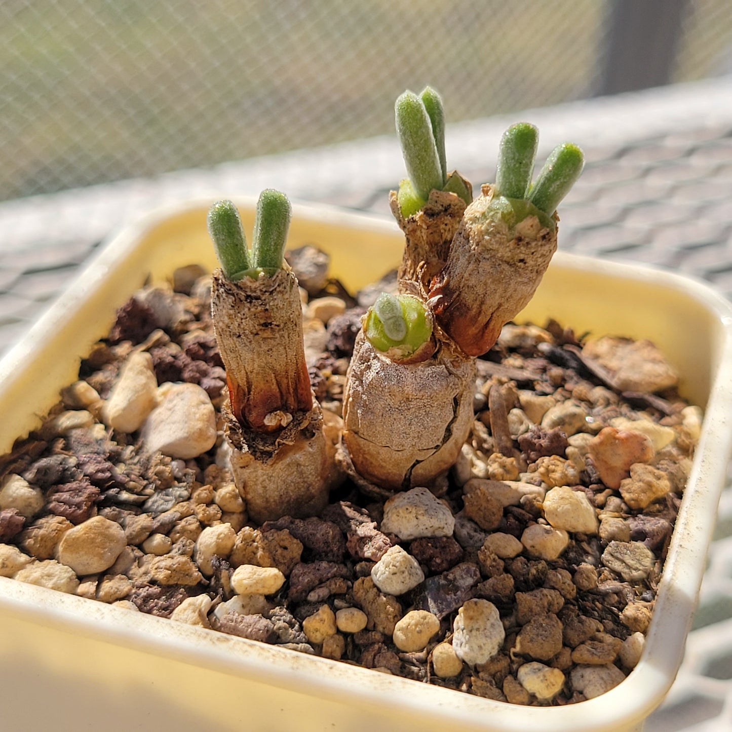 bunny ear succulent seeds Monilaria Obconica "Bunny Ears" Cute & Awakened – La Succuland