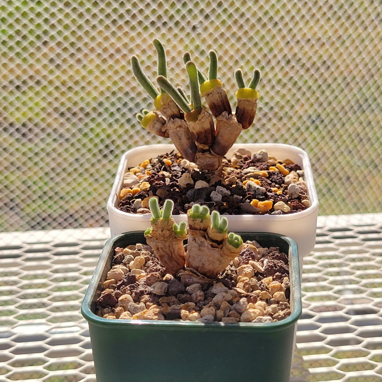 bunny ear succulent Monilaria Obconica "Bunny Ears" Cute & Awakened – La Succuland