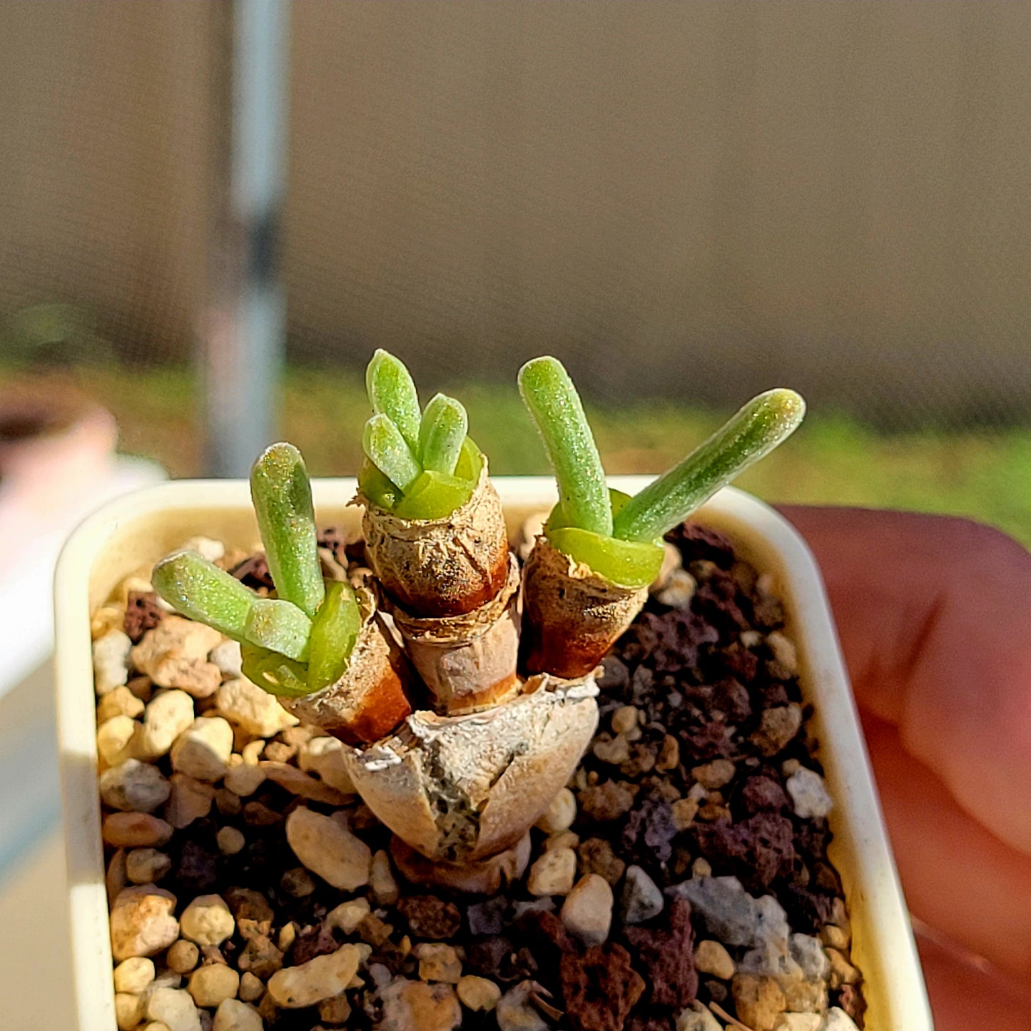 bunny ear succulent for sale Monilaria Obconica "Bunny Ears" Cute & Awakened – La Succuland