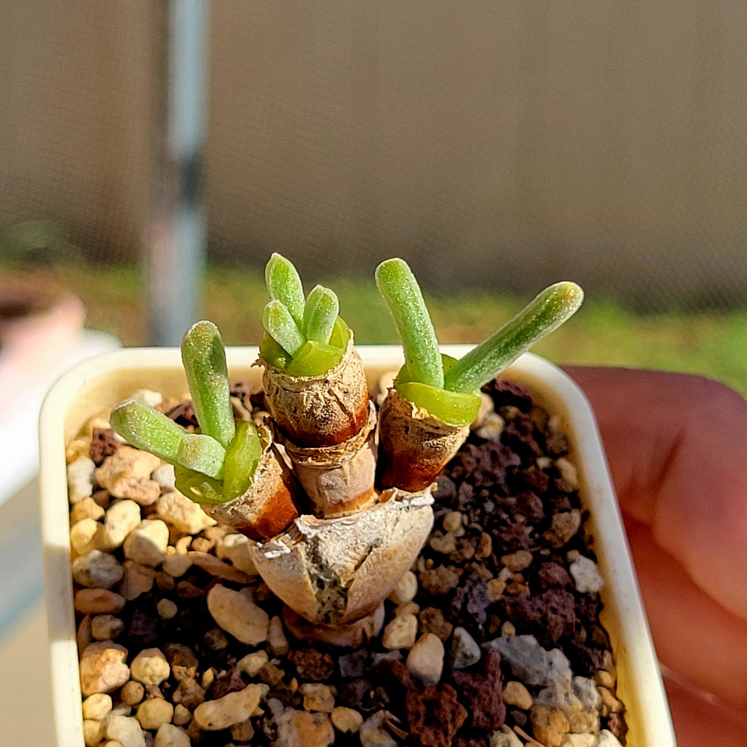 rabbit's ear plant indoor Monilaria Obconica "Bunny Ears" Cute & Awakened – La Succuland