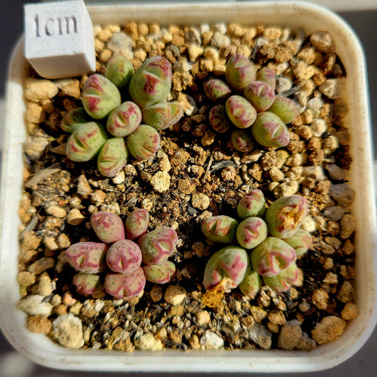 Conophytum Marginatum Hybrid Cluster All 9-Heads TINY SIZE