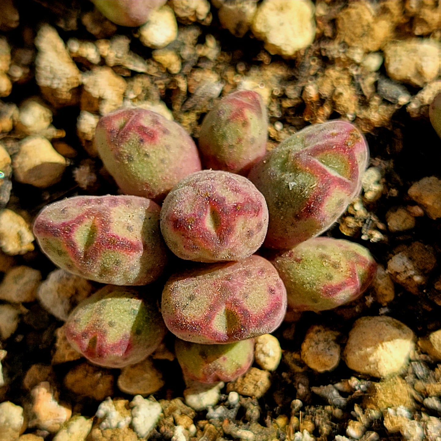 Conophytum Marginatum Hybrid Cluster All 9-Heads TINY SIZE